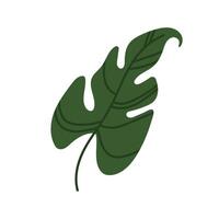 Green leaf of tropical plant in flat style. Tropical plants. Botany, decorative plant leaf. vector