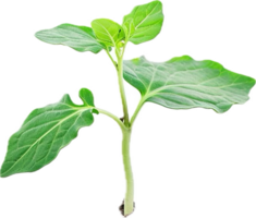 Young Green Plant with Fresh Leaves. png