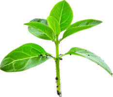 Young Green Plant with Fresh Leaves. png