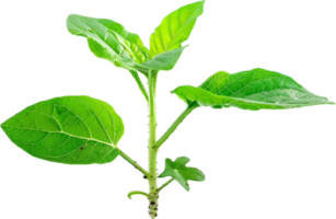 Young Green Plant with Fresh Leaves. png