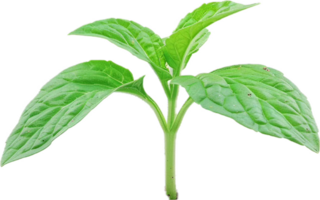 Young Green Plant with Fresh Leaves. png