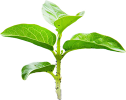 Young Green Plant with Fresh Leaves. png