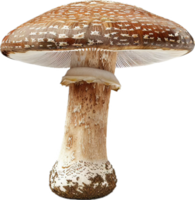 Close-up of Brown Mushroom. png