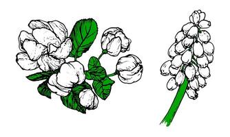 Spring flowers drawing with line-art on white background vector