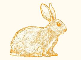 Hand Drawn Sketch Rabbit for Your Design. Ink cute bunny vector