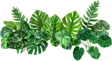 Assorted Tropical Green Leaves Close-Up. png