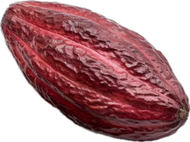 maturo giallo cacao baccello avvicinamento. png