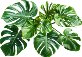 Assorted Tropical Green Leaves Close-Up. png