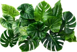 assorti tropical vert feuilles fermer. png