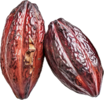 Ripe Yellow Cacao Pod Close-Up. png