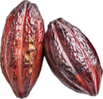 rijp geel cacao peul detailopname. png