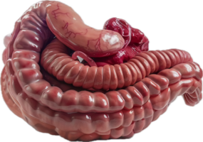 dettagliato colon anatomia con sangue navi. png