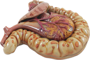 detallado colon anatomía con sangre vasos png