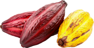 Ripe Yellow Cacao Pod Close-Up. png