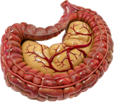 détaillé côlon anatomie avec du sang navires. png