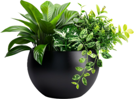 Vibrant Green Plant in Black Pot. png