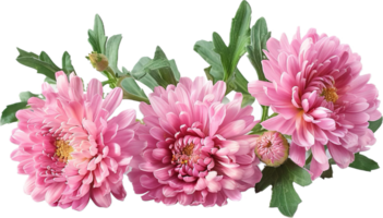 rose marguerites bouquet fermer. png