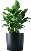 Vibrant Green Plant in Black Pot. png