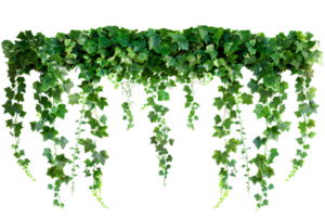 lussureggiante verde edera sospeso verso il basso. png