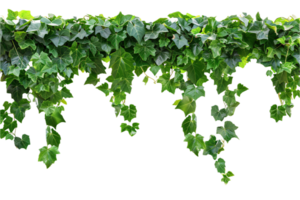 Lush Green Ivy Hanging Downward. png