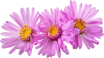 rose marguerites bouquet fermer. png