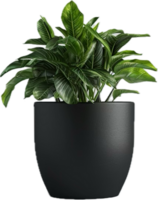 Vibrant Green Plant in Black Pot. png
