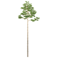 verde bellissimo pino albero isolato su tela png