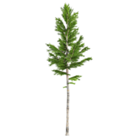 3D rendering of Pinus mugo tree in transparent canvas png