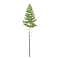 3D rendering of pine tree in transparent canvas png