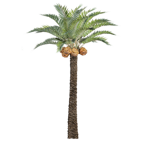 3D rendering of Lodoicea maldivica tree in transparent canvas png