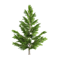 3d rendering of Picea plant png