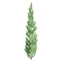 bellissimo pinus albero isolato su trasparente tela png