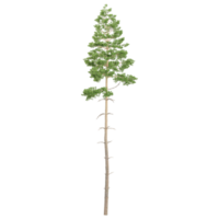 pine tree isolated on transparent Canvas png