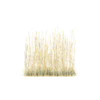 groen gras grens geïsoleerd Aan geïsoleerd canvas png