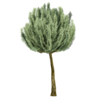 Pinus mugo plant on isolated Canvas png