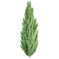 collection of Picea tree with realistic style png