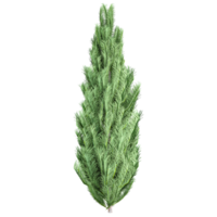 verzameling van picea boom met realistisch stijl png