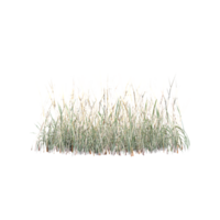 Isolated Green grass on a isolated canvas png