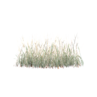 Isolated Green grass on a isolated canvas png