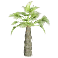 3D rendering of Phoenix dactylifera tree in transparent canvas png
