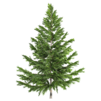 3d renderen van pinus boom in transparant canvas png