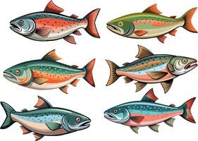 Wild Salmon Fish and Their Colors vector