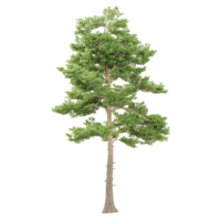 verzameling van pinus sylvestris fabriek met realistisch stijl png