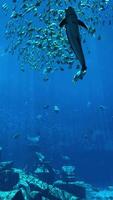 Pesci nel il acquario, incredibile metraggio di bellissimo ovest costa ortica Medusa riduzione particolari, nuoto subacqueo su buio sfondo. sorprendente natura, medusa con tentacoli. alto qualità 4k fo video