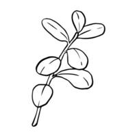 illustration branch cranberry and cowberry. Hand drawn floral illustration isolated on a white background. Clip art for postcard, wedding invitation, greeting vector