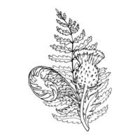 Hand drawn fern and thistle plant illustration. Outline sketch leaves of ferns. Black silhouette isolated prints of leaves on the white background vector