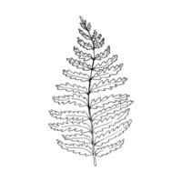 Hand drawn fern illustration. Outline sketch leaves of ferns. Black silhouette isolated prints of leaves on the white background vector