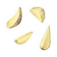 White potatoes in brown skin and peeled, cut into slices. Watercolor illustration, hand drawn on the theme of harvest, cooking, food, vegetable shop design. Set of elements isolated from background. vector