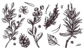 Autumn forest plants, blueberries, lingonberries, cones, leaves, pine needles, moss and grass. Graphic illustration, hand drawn with brown ink, line art monochrome. Set of elements vector