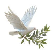 white dove with olive branch on transparent background png